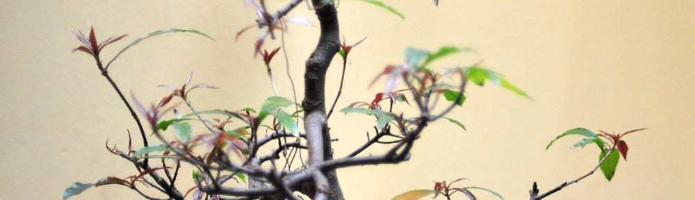 Dr. Ressi Dwiana, S.Sos, MA